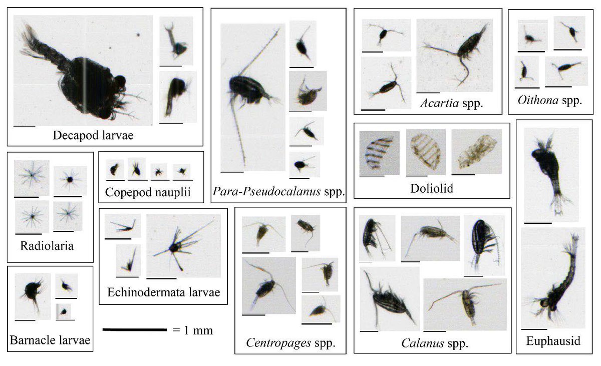 Next AMB seminar <a href="/ueaenv/">UEA School of Environmental Sciences</a> <a href="/CefasGovUK/">Cefas</a> 26 April 2021 13:30 UTC +01:00 James Scott, High spatial resolution zooplankton data Join here : teams.microsoft.com/l/meetup-join/…