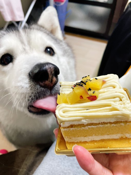 食べ残しケーキよりこっちの方がキッツイ 食べ残しケーキよりこっちの方がキッツイ