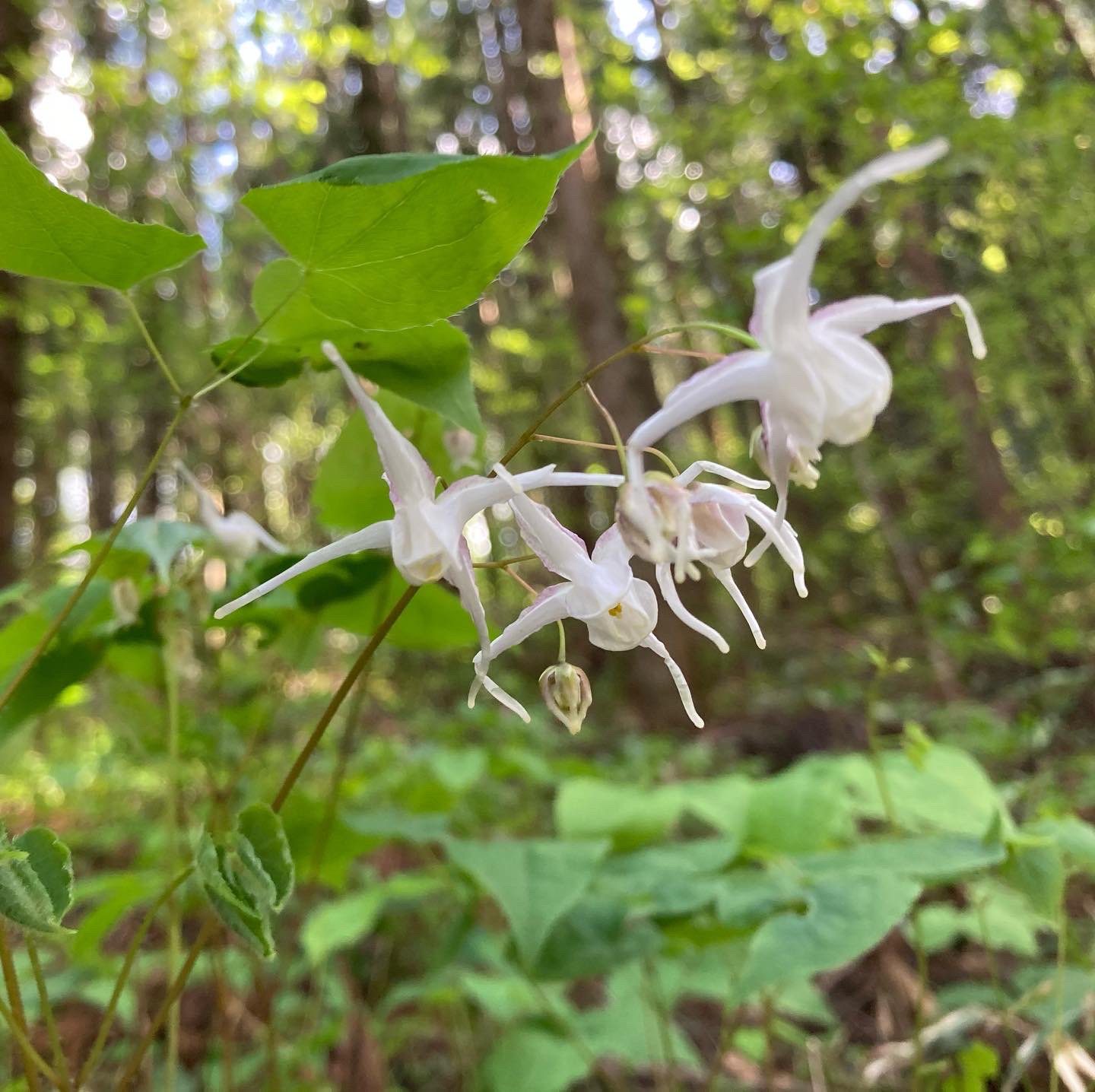 تويتر 統 Nori على تويتر 今日の山行の目的はこの花を見に行く事でした 好きな花 花言葉 君を離さない 旅立ち 関東一のイカリソウ群生地 イカリソウ 錨草 美の山 T Co Lbdx526dbk