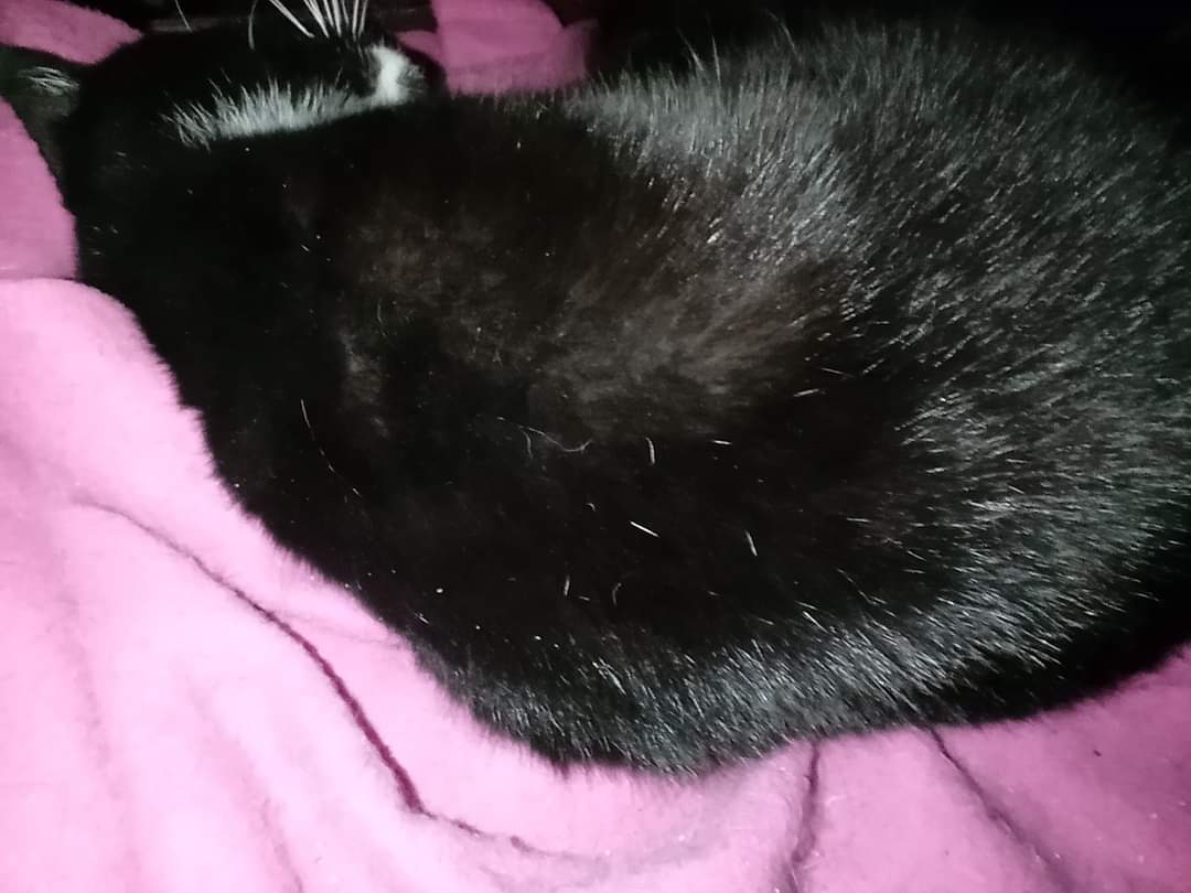 MidnightHolly20's tweet photo. Me is having another Zzzzzz. That's what I duz best after all 😺 https://t.co/nvy3IkqsNe