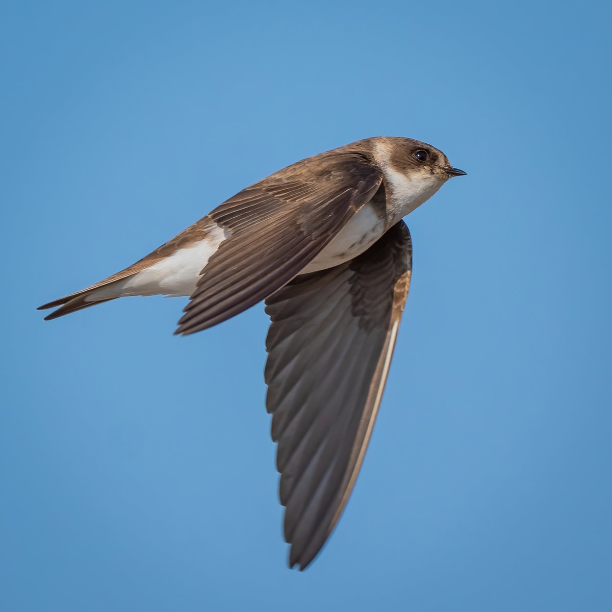 Peter Christian tweet media