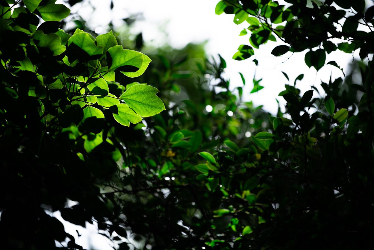 fox_flanker's tweet photo. モリモリのモリアーティ教授

AF-S NIKKOR 70-200mm f/2.8E FL ED VR
#Nikob #NIKKOR https://t.co/eQlnZrD47E