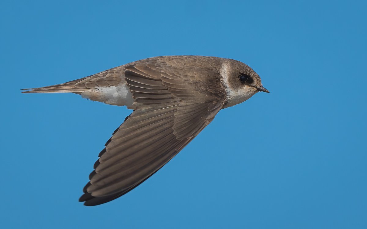 Peter Christian tweet media