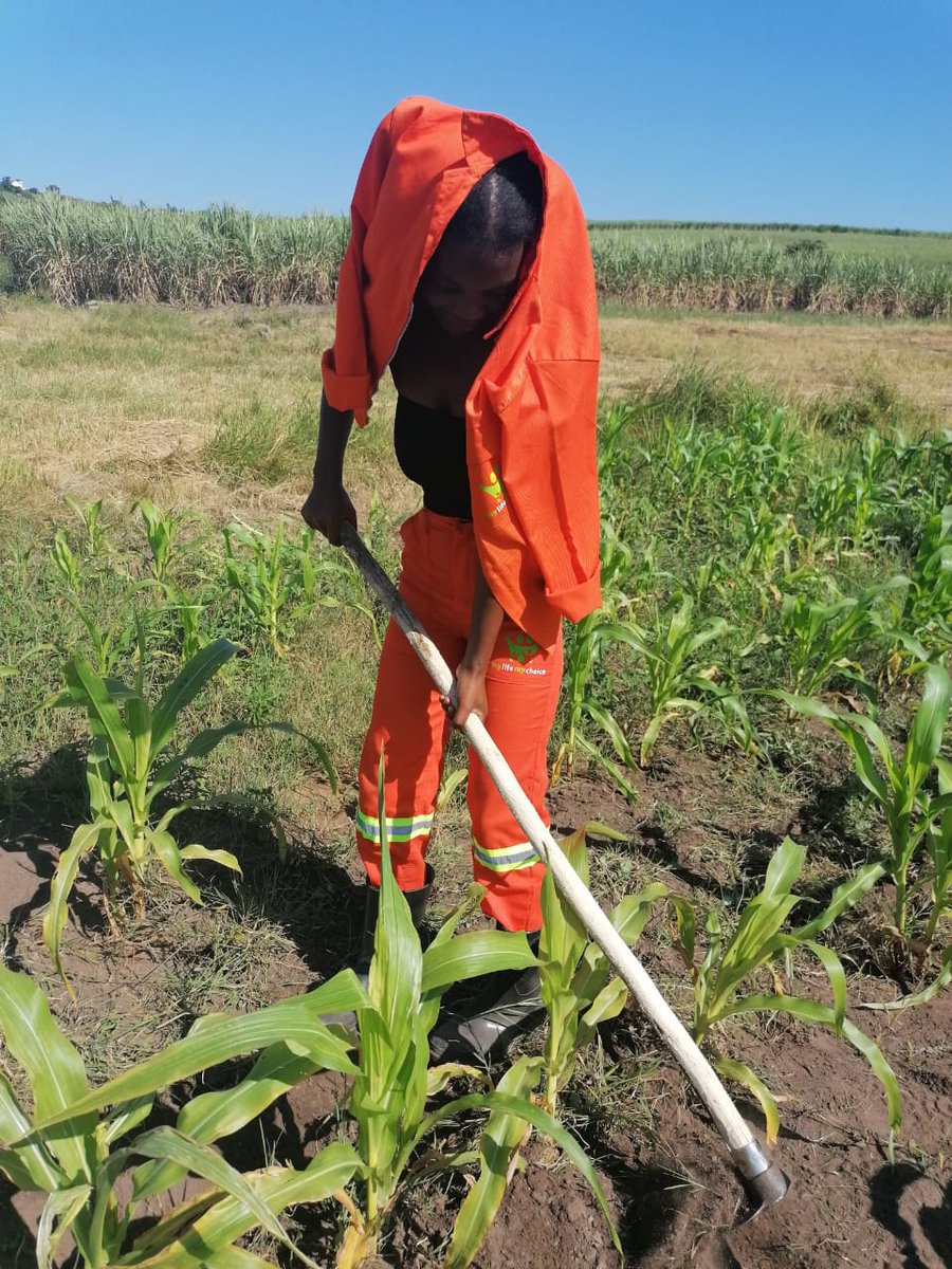 FreshFieldsAgri's tweet photo. ''Wiser Than Before'' chapter cleaning the Garden and harvesting a spinach. #TheNetwork #GARDENING https://t.co/xR7h8HKZ76