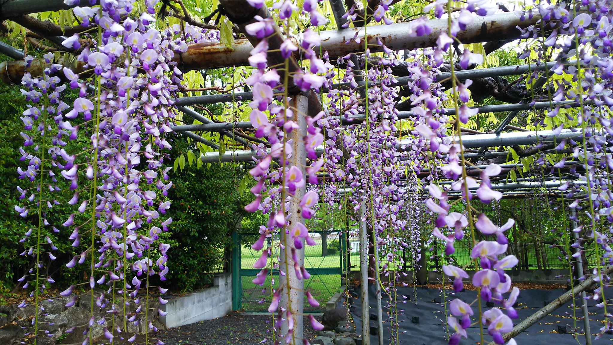 のえる フジの花の季節 藤沢市の市の花はフジということで 市内の公園などでは藤棚をよく見かけます 藤の花 藤沢市 T Co Gyfuosqpg1 Twitter