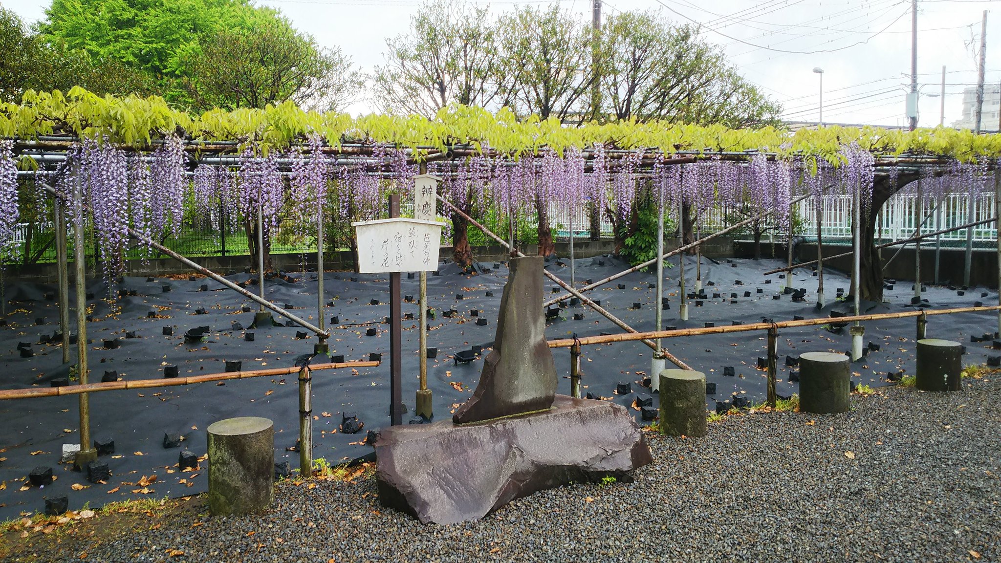 のえる フジの花の季節 藤沢市の市の花はフジということで 市内の公園などでは藤棚をよく見かけます 藤の花 藤沢市 T Co Gyfuosqpg1 Twitter