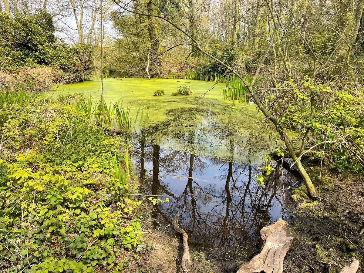 mattharg's tweet photo. Lovely spring walk within the locality. You don’t realise how fortunate you are having such ‘creation beauty’ so close, especially when life is often too busy to look out for it. #LockdownBonus #gratitude https://t.co/WxjHZ6d4bB