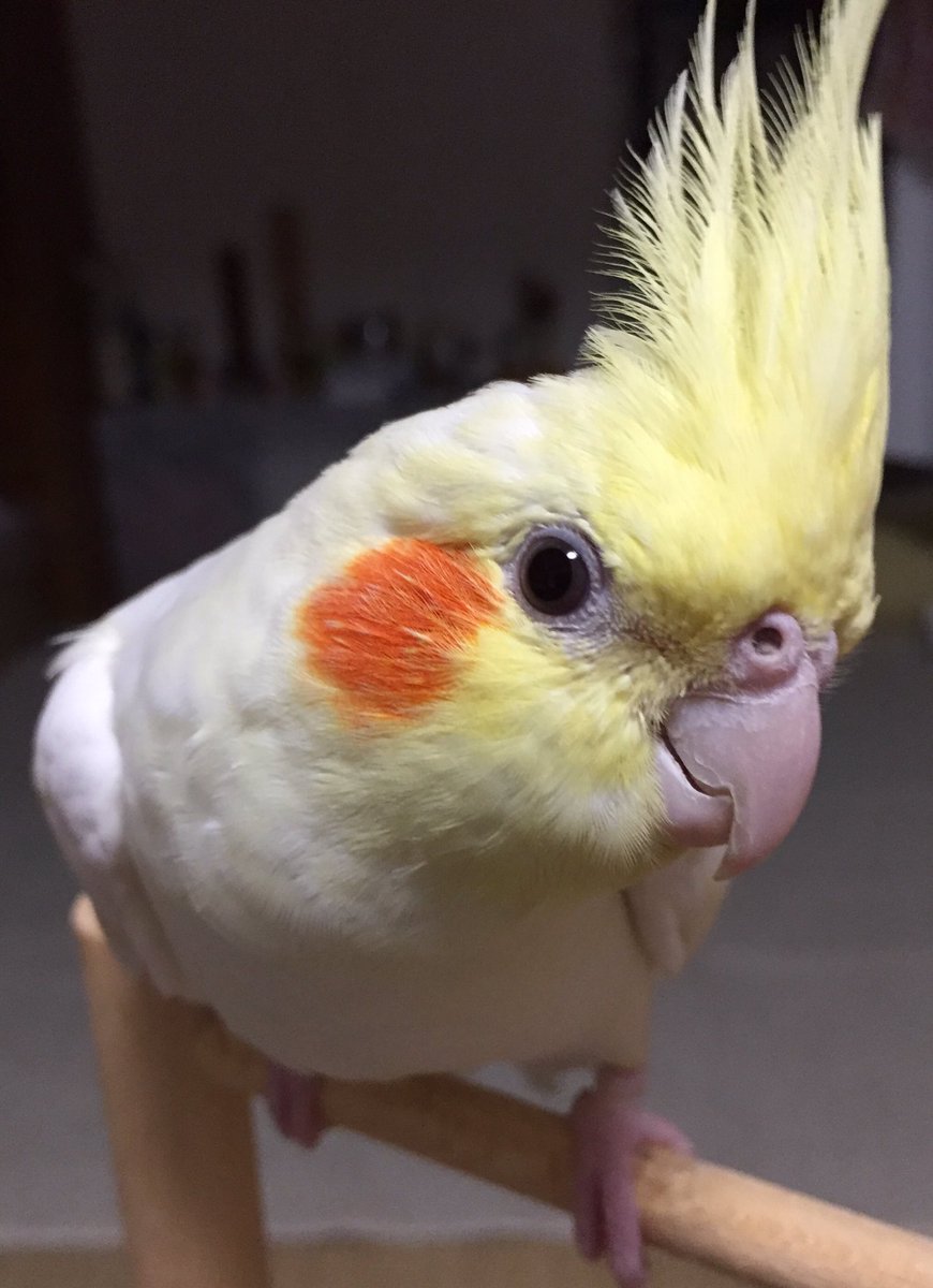 オウム Na Twitterze