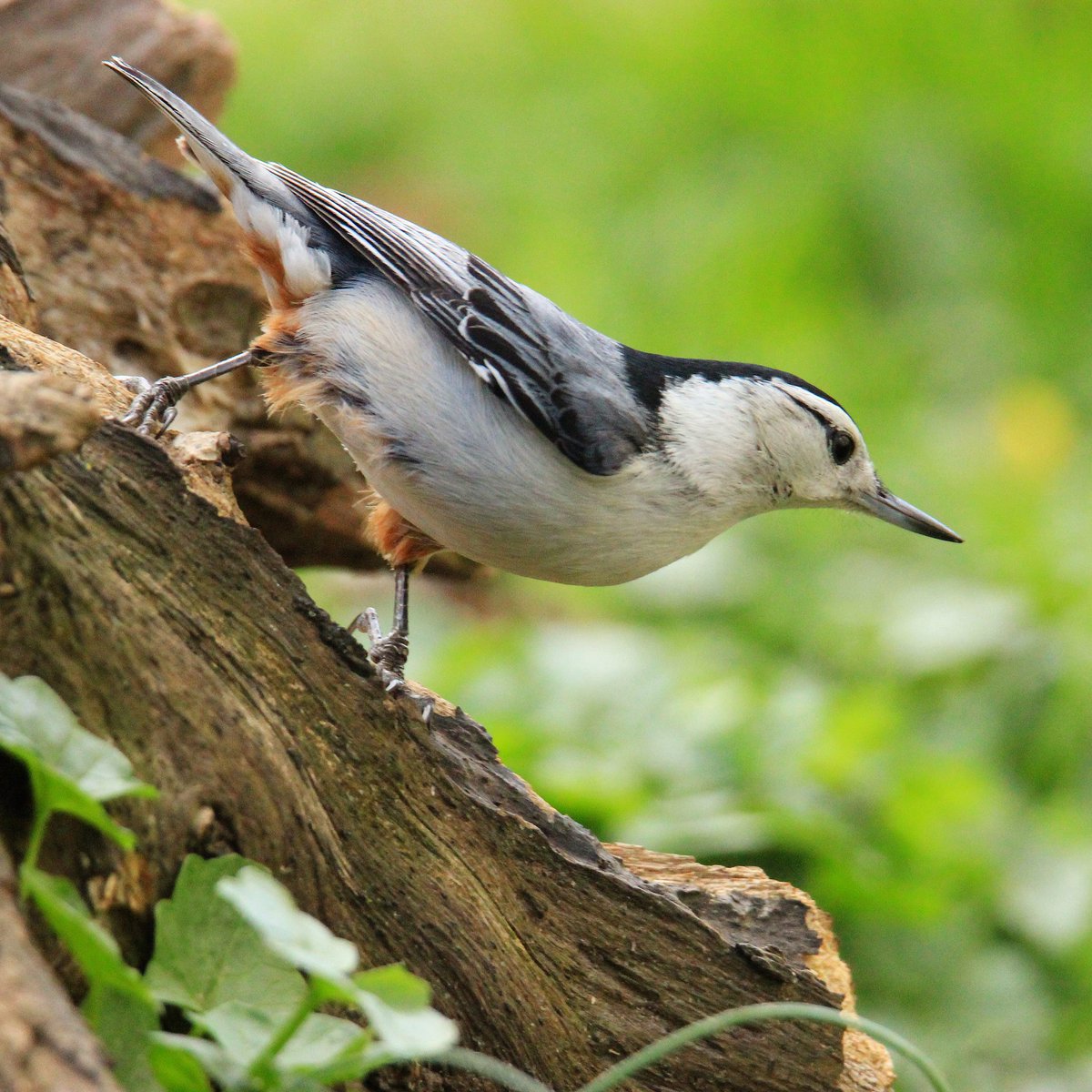 Nature's absolute perfection!
#whitebreastednuthatch #nuthatch #nuthatches #naturesperfection #naturephotography #naturesway #natureshots #natureshot #birdphotography #birdphoto #ohiobirding #ohiobirds