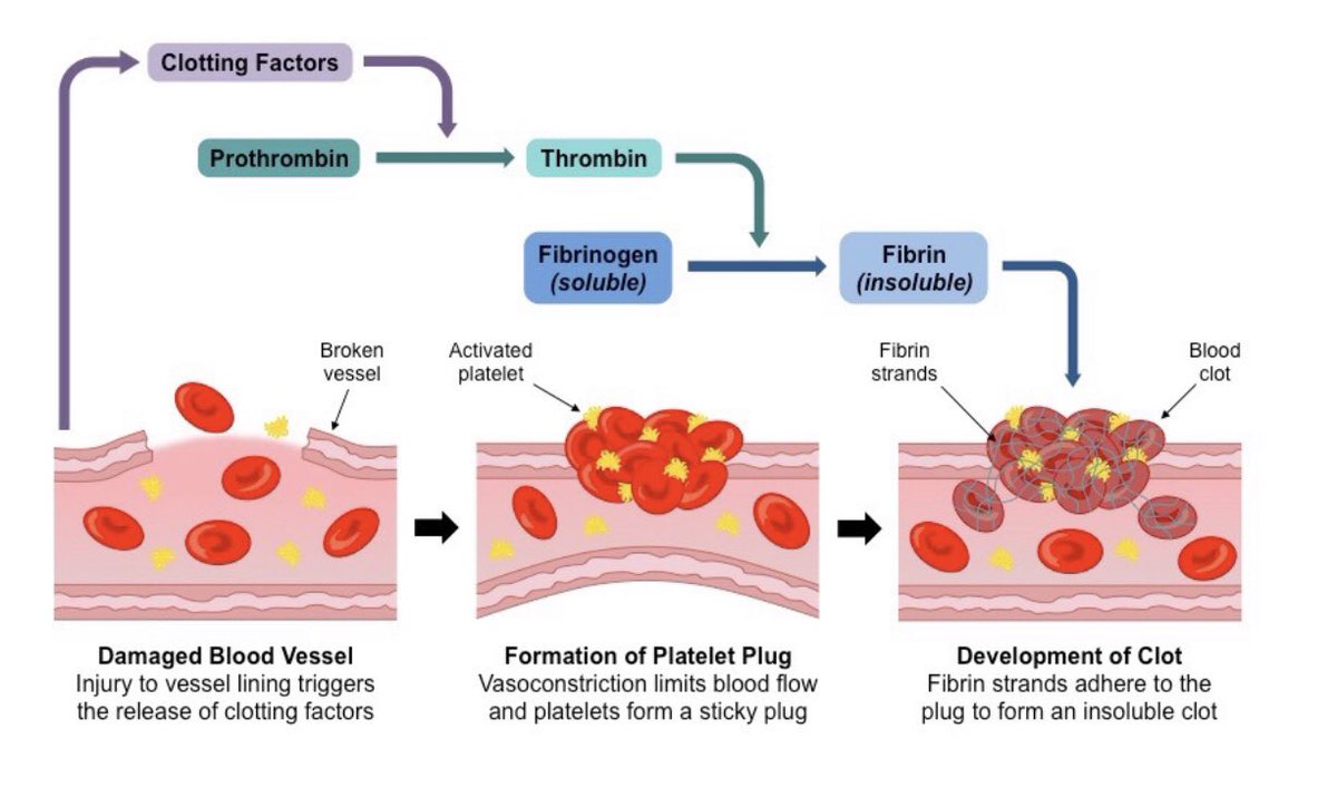 ￼You really are a leaky meat bag. No offence. Platelets are constantly plugging tiny holes in blood vessels and maintaining vascular health. They are kind of like clotting grenades. Super effective at what they do, but you don’t want them going off in the wrong place.