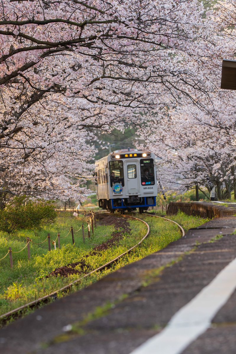 桜の駅