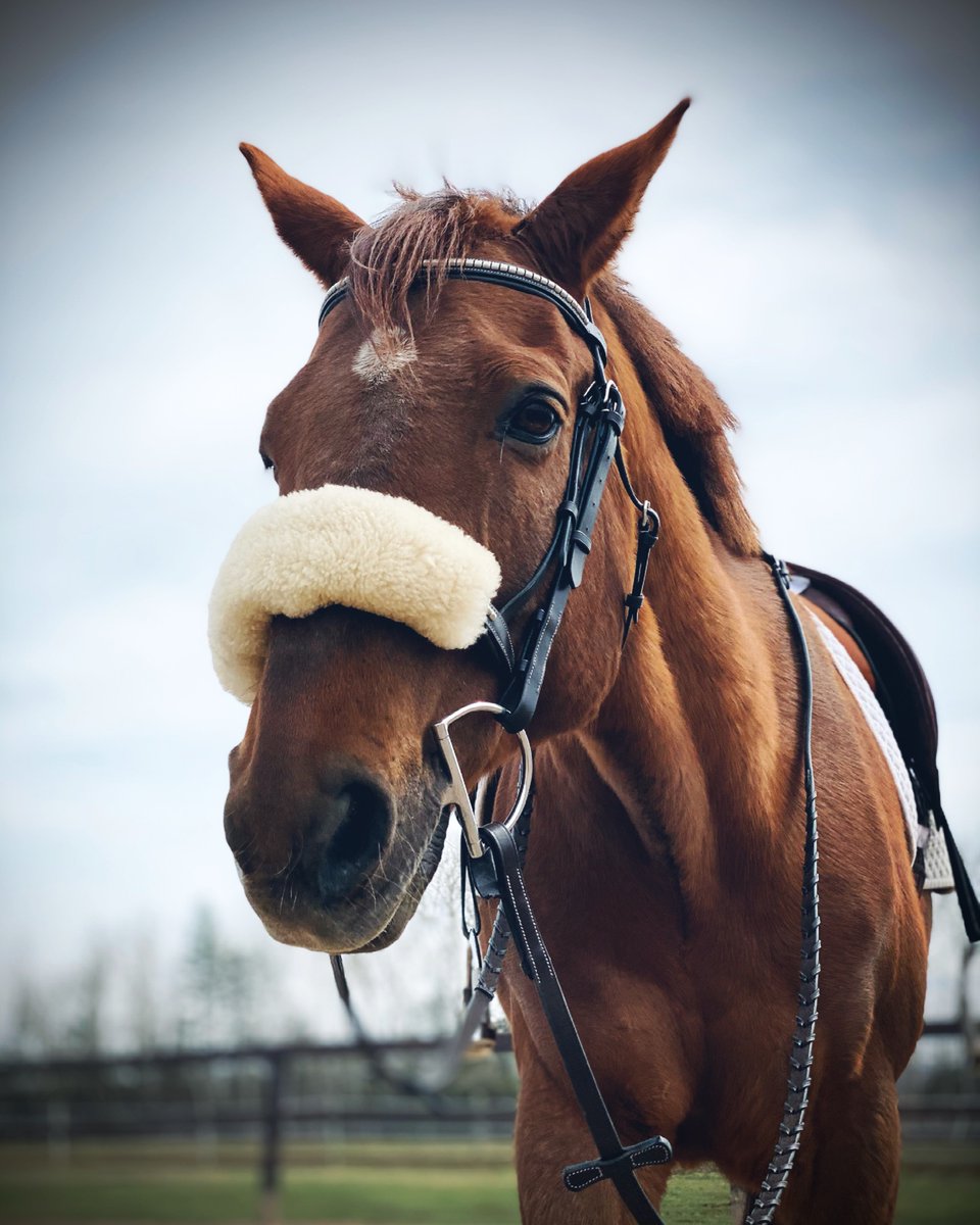 Chloe Cook tweet media