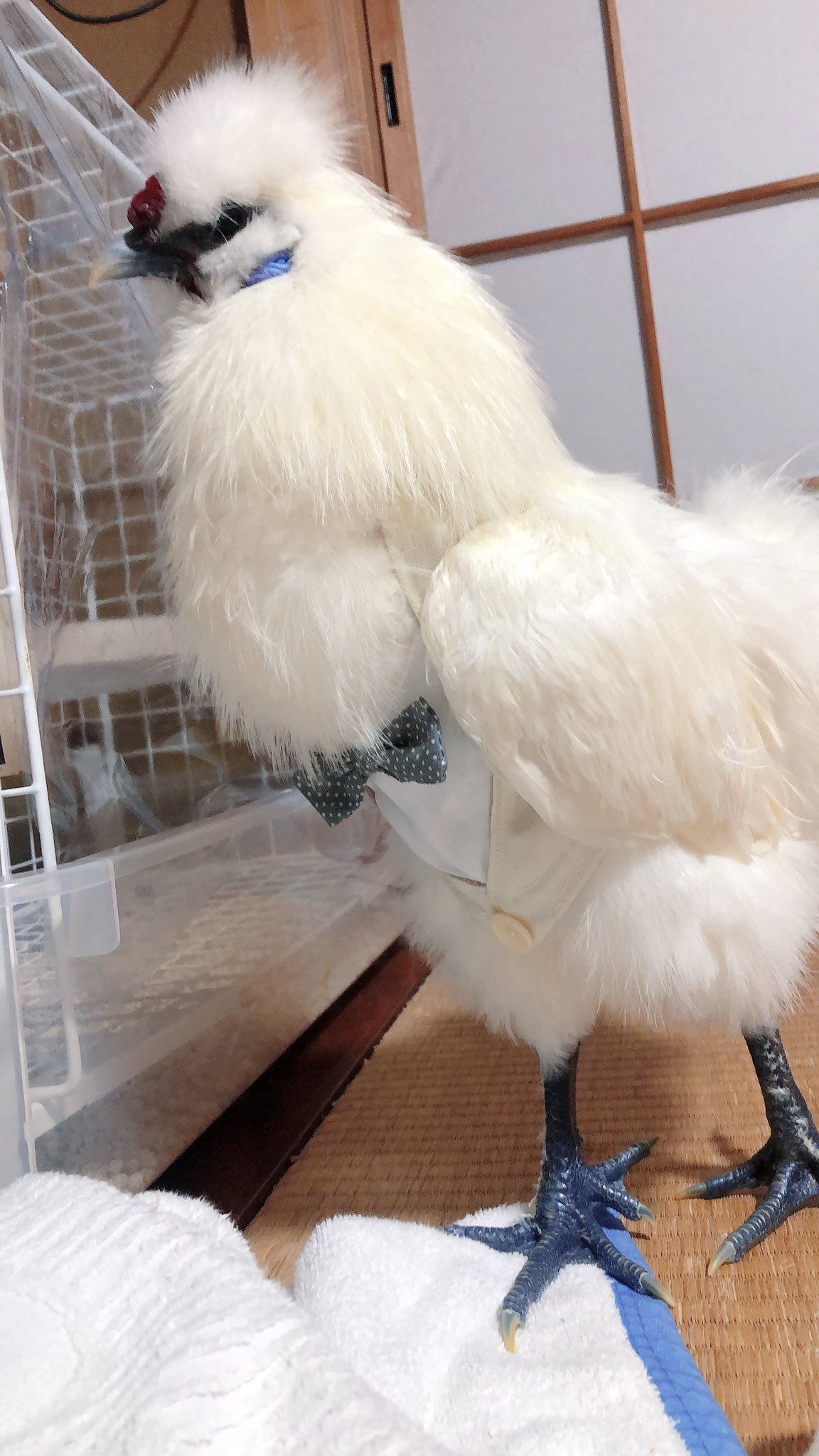 みやこ on X: 