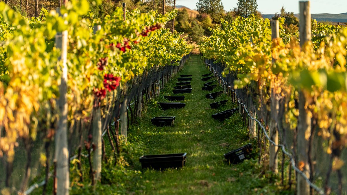 Contra Corriente Bodega tweet media