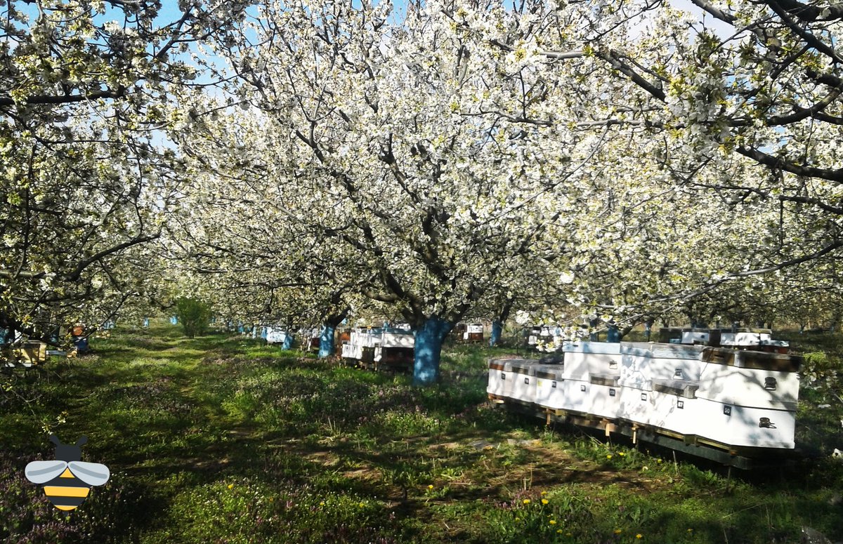Kirazlar çiçeklenmeye başladı 🍒🍒🐝🐝
Yeni sezona tam kadro hazırızzz 🙂
#dogalbal
#doğalbal
#cicekbali
#çiçekbalı