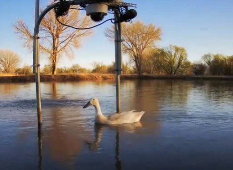 dashducksupdate's tweet photo. The ducks are live! It’s a beautiful morning for some duck content https://t.co/wM2dGw46hV https://t.co/rAV8yyjE0d