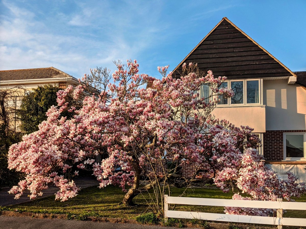 kwombat1010's tweet photo. @kewgardens Gorgeous magnolia, Hamworthy, Dorset https://t.co/UM668yjXmY
