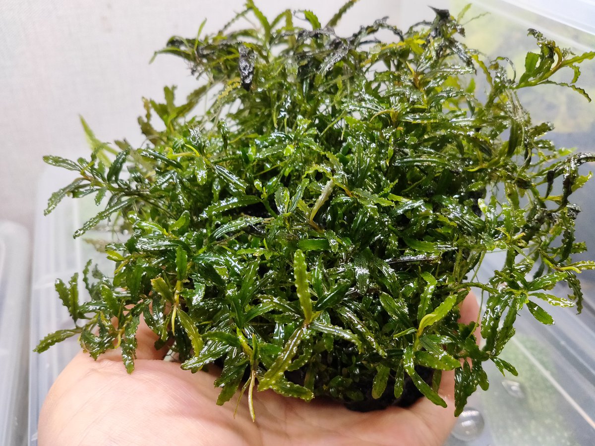 ブセファランドラspカユラピス