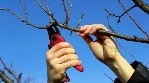 kremen_ua's tweet image. Рекомендации по обрезке плодовых деревьев весной…  kremenchug.ua/news/consumer/…

#деревья #садоводы #садоводство #сады #Госпродпотребслужба