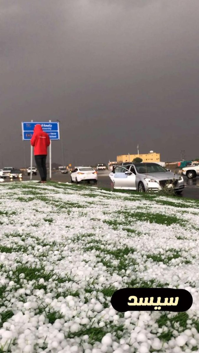 بردية سيسد عصر أمس السبت