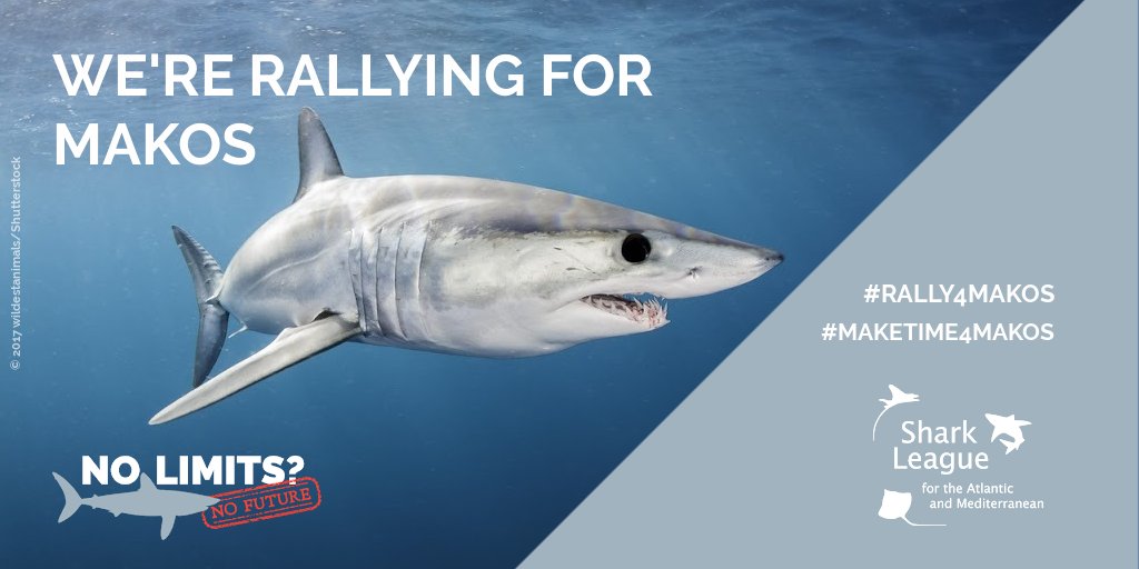 Over 50 NGOs & groups across Europe #Rally4Makos to ensure @EU_Mare @EU_Env @EU_Commission @VSinkevicius step up & agree on science-based measures – a North Atlantic retention ban - that makos so urgently need #MakeTime4Makos #SharkLeague