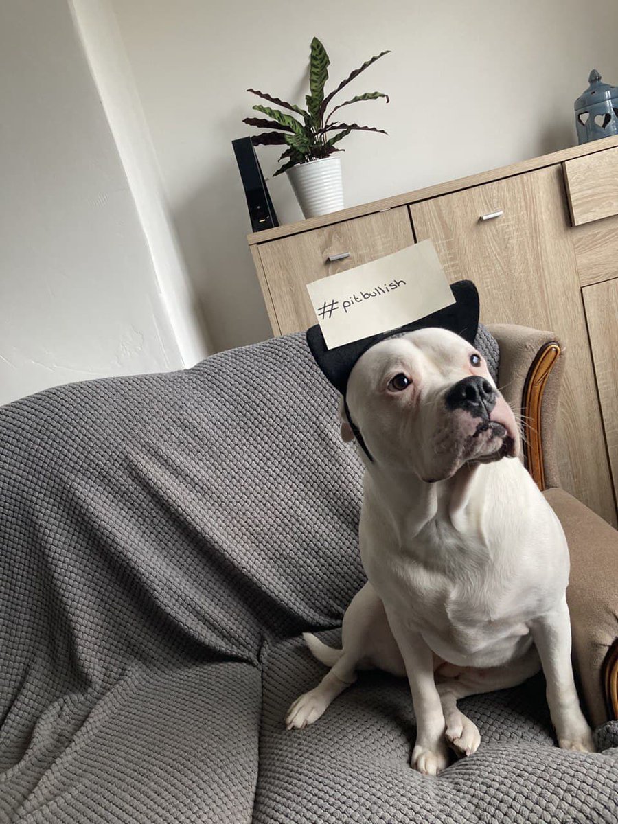 What a week!
Up and down 💪
Rumors and News 📰
Listings and Trackers📈
NFTs and Roadmaps🎨

Let’s celebrate🥳 this sunday together to unwind and have some fun☺️

Send your cutest animal picture to the community with a note
#pitbullish #pitbullsunday