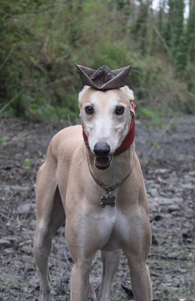 GreyhoundRobert's tweet photo. Look at me... I am the Captain Now!
#twitterhounds #houndsoftwitter #greyhounds #petsnotbets #rescuednotretired #adventuredog #captainphilips #iamthecaptainnow https://t.co/zvMcjXj2yZ