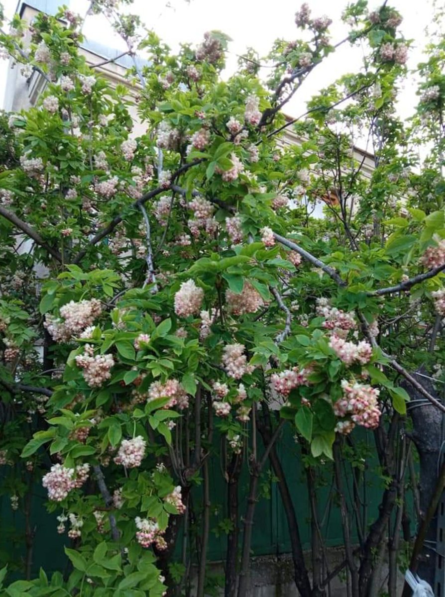 Anna_Ann_6's tweet photo. harvest of the Staphylea (called bladdernuts).
#harvest #Harvestime #Vegetable #staphylea #nature #naturebeauty @Veganella_ #gardening @LeesaTruesdell  #gardenlife #Garden https://t.co/0AlAMZGuJF