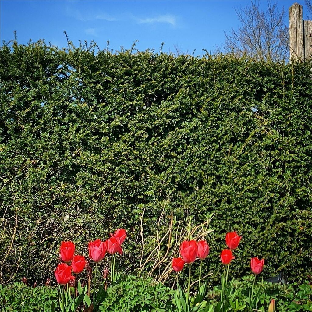 Today my tulips look very red! @mlg_eliot