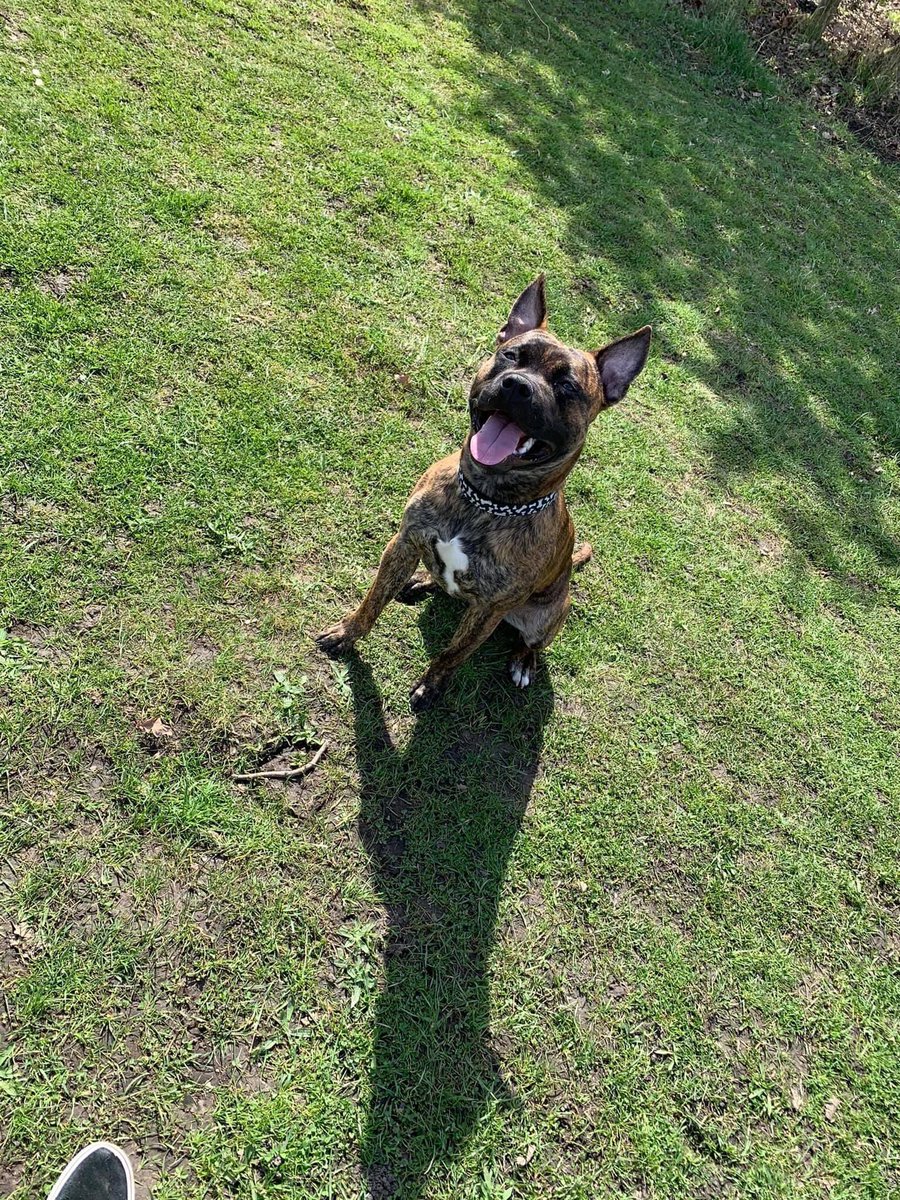 Zeus is 10mo lovely boy who needs a pet free #foster home, he is fine with children over 10. Long Eaton #Derbyshire pls apply to harchopeanimalrescue.co.uk #TeamZay @CARIADCAMPAIGN 💚🐾