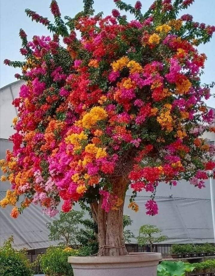 Good Morning Everyone
If these would grow in Colorado, my yard would be full of them👍

Multicolored Bouganvillea Tree