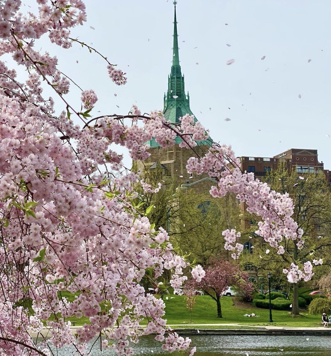 TheCLE's tweet photo. May you float freely through your Sunday like cherry blossom pedals in the wind. 🌸😍 #SpringinCLE #ThisisCLE 📷: Alexandra Davis https://t.co/jJEqnA7VvT
