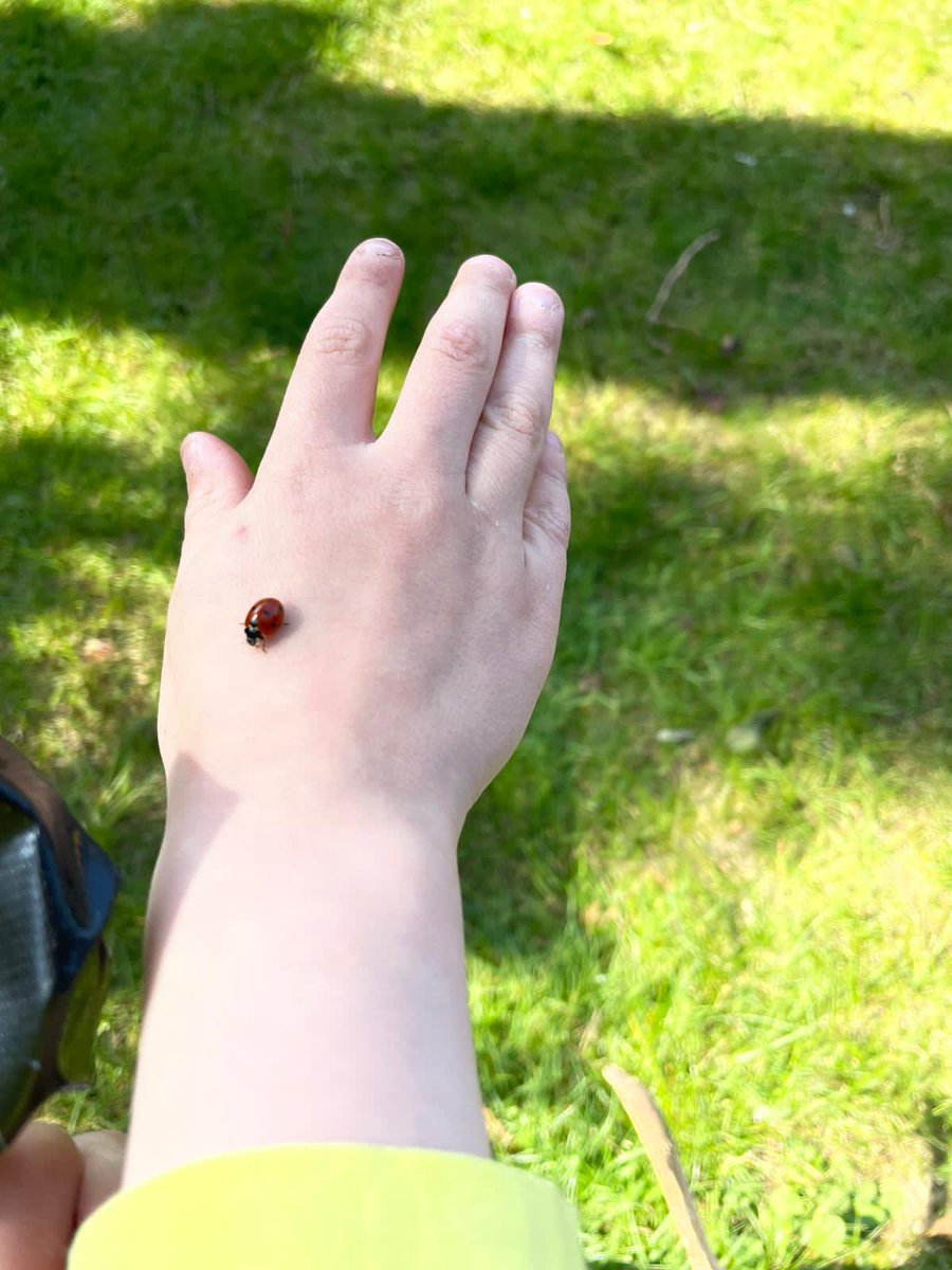 LearningLog1's tweet image. #LGPAScience @laceygreenpa A few of the finds from a minibeast hunt!