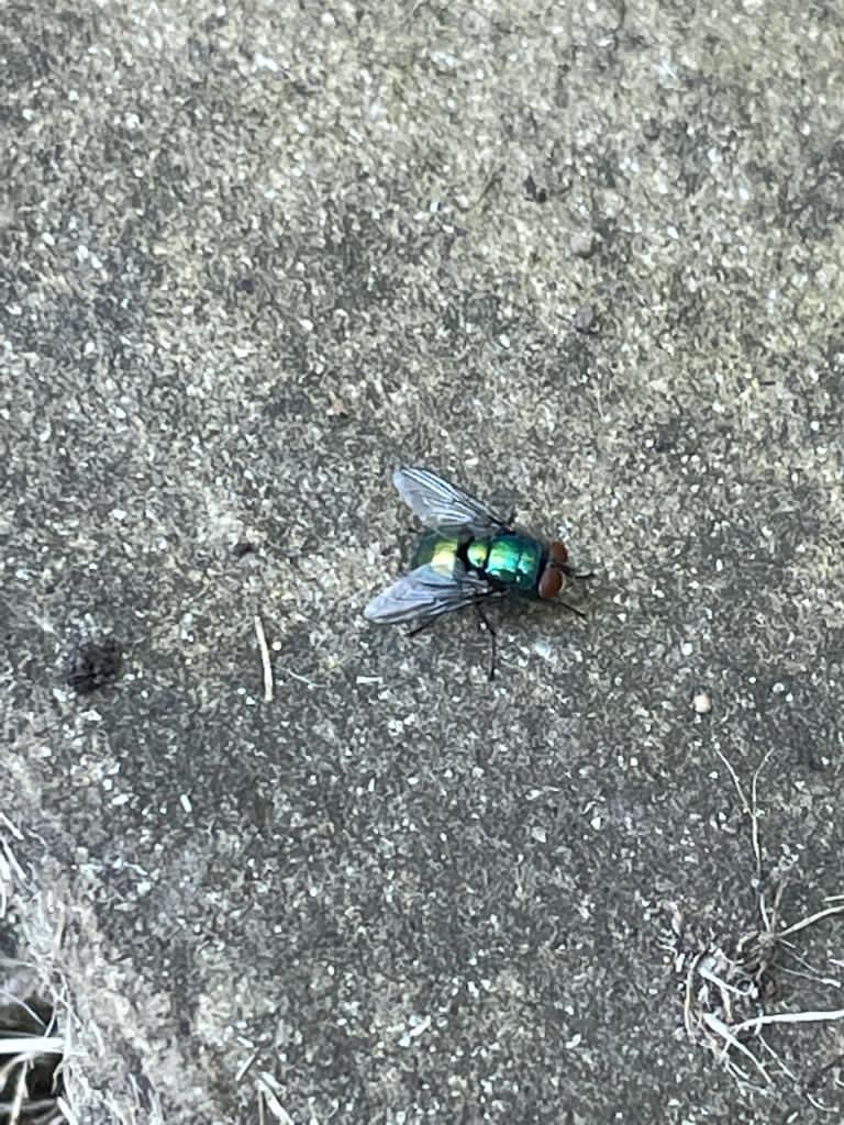 LearningLog1's tweet image. #LGPAScience @laceygreenpa A few of the finds from a minibeast hunt!