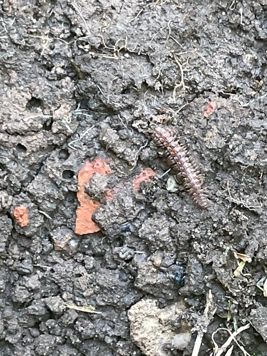 LearningLog1's tweet image. #LGPAScience @laceygreenpa A few of the finds from a minibeast hunt!