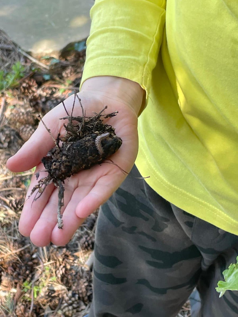 LearningLog1's tweet image. #LGPAScience @laceygreenpa A few of the finds from a minibeast hunt!