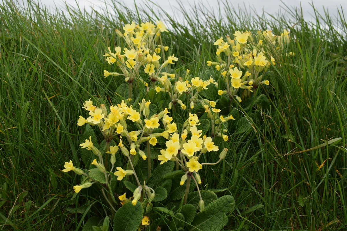 Seems to be a good year for the native Primrose x Cowslip hybrid- (Primula x polyantha- False Oxlip) with quite a few new stations popping up in the Ballyheigue/Causeway area in the last week. <a href="/wildflower_hour/">wildflowerhour</a>  <a href="/BSBI_Ireland/">BSBI Ireland</a>  #wildflowerhour