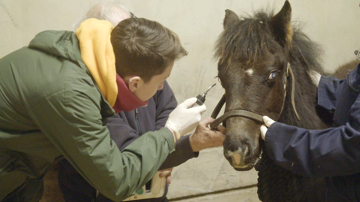 Up next on #animalemergency follow the story of Noah who was brought into the UCD Vet Hospital by @MyLovelyHorseR 🐴 🐴