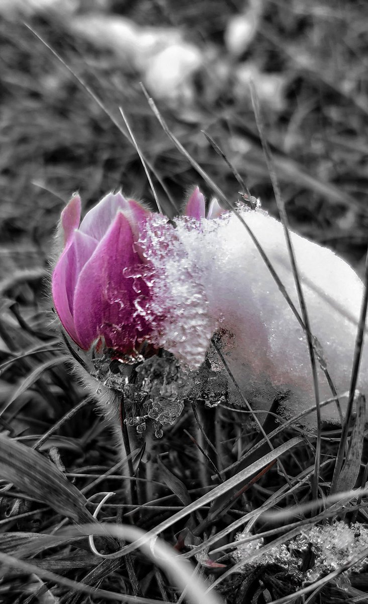 #crocus #springtime #manitoba #NeverGiveUp #arden #prairie