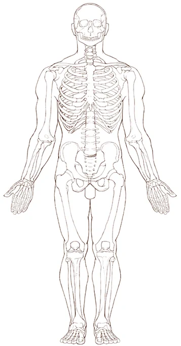 全身骨格図が描けた。教材での勉強も含めて2週間ぐらい…? 