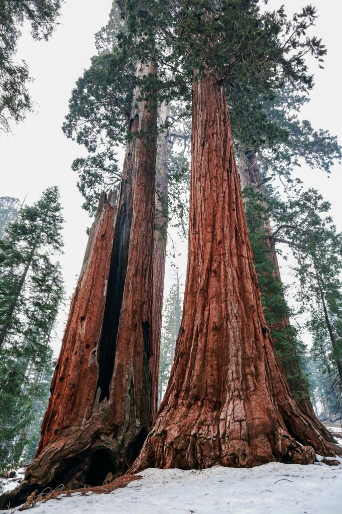 Earth___Beauty's tweet photo. Giant Sequoia, Kings Canyon National Park. The tree on the left was struck my lightning and survived. [3648 × 5472] [OC] #earth #nature https://t.co/OKPA44dSX6