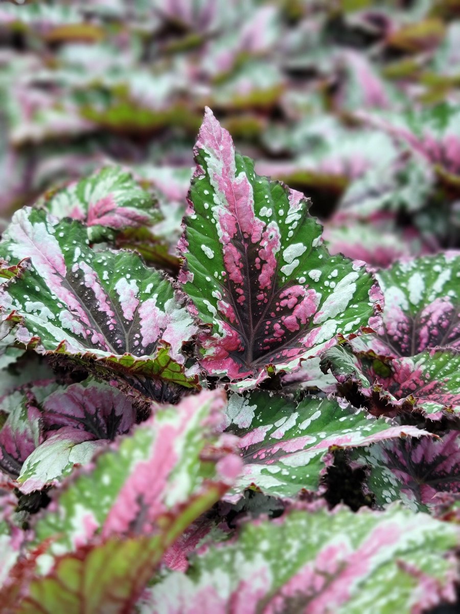 These colors are stunning!  Enjoy their beauty! <a href="/brettguthrie8/">Brett</a> <a href="/brianfrombell/">Brian Harrison</a>