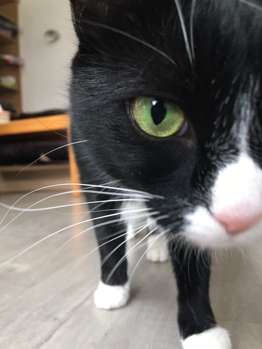 Alex McDermott-Roberts (@stamfordthedog) on Twitter photo 