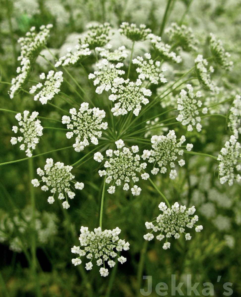 14. Aipiaceae is an aromatic family that includes dill, parsley, celery, and coriander, but also poison hemlock. Gathering from the wild is not recommended due to difficulty in ID’ing. Flowers are in beautiful firework-like compound umbles or “umbles of umbles.”