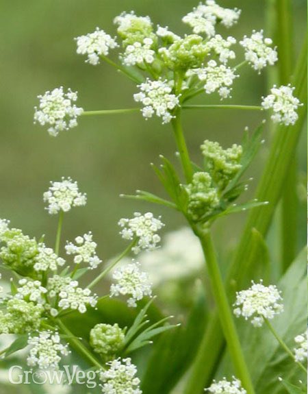 14. Aipiaceae is an aromatic family that includes dill, parsley, celery, and coriander, but also poison hemlock. Gathering from the wild is not recommended due to difficulty in ID’ing. Flowers are in beautiful firework-like compound umbles or “umbles of umbles.”