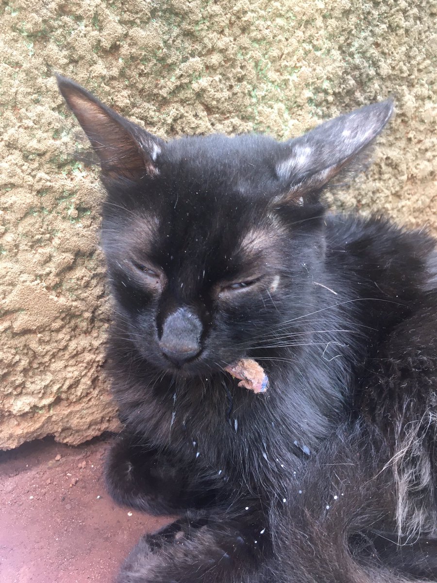 GENTE PELO AMOR DE DEUS ME AJUDA 

Hoje de madrugada eu vi minha gata vomitando mas achei q n era nada demais, mas agora de manhã ela amanheceu desse jeito, n abre os olhos, n tem força pra levantar, n come e nem bebe e eu tô desesperado!!!! alguém pode me ajudar plmds 😭😭😭😭