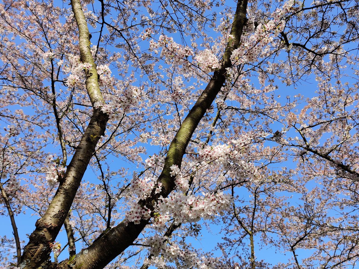 Onderweg #cherryblossom #Blossom #spring #tree #bluesky #lente #kersenbloesem #bloesem #amsterdamsebos #kersenbloesempark #nature #photography #picture #photo #foto