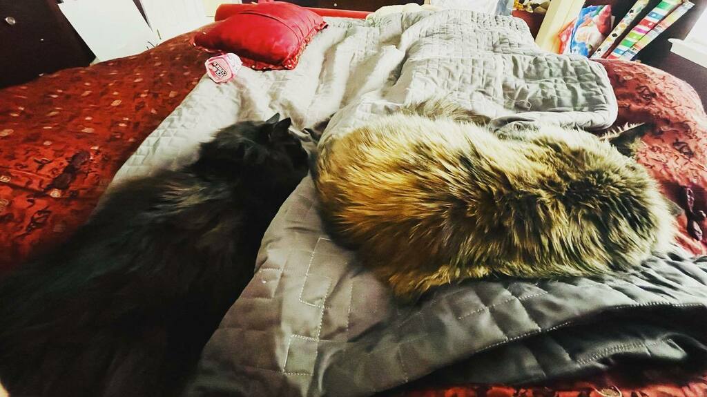 I’m trapped in bed. How can I  disturb such peaceful kitties? #trappedinbedbycats #trappedinbed #kitties #sleepingcats instagr.am/p/CN0DEHuMu--/