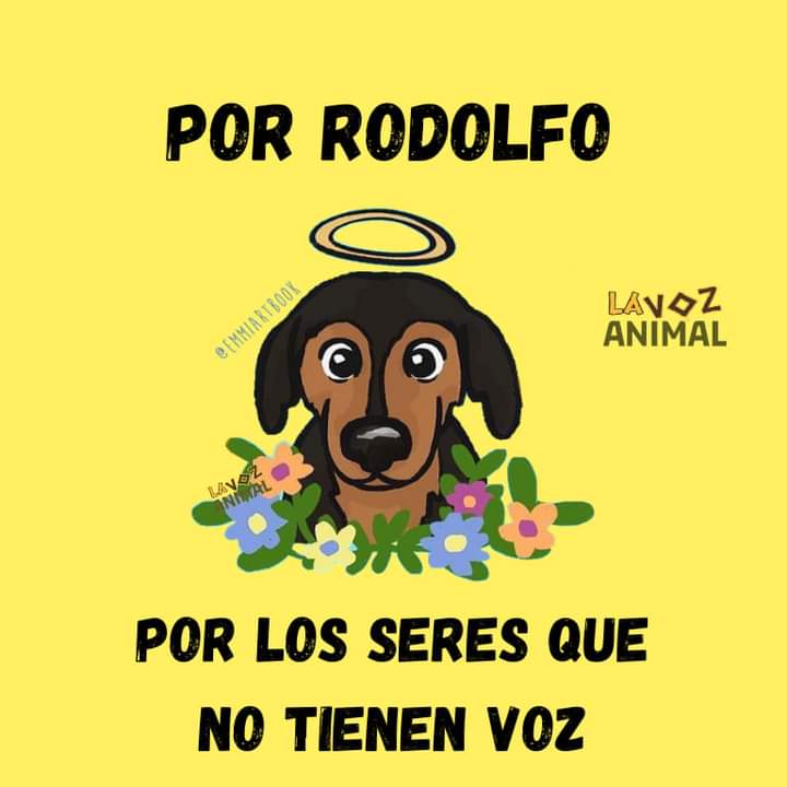 Adiherrera67's tweet photo. Basta de agresiones y maltrato contra seres indefensos #simaltratasanimalestemetescontodos https://t.co/DmLB5Qoox7