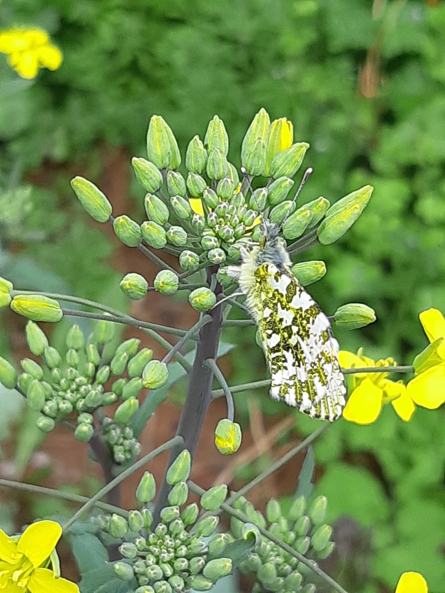 GatherOnlySeeds's tweet image. Plenty of #cuckooflower out on my #BumbleTransect March 31. First #orangetips April 16.

#BumbleQueens emerging 3rd wk March with 2 warm days  - well ahead of the #Dandelions. Currently #PeakDandelion wk near the #AtlanticCoast. 

Stop/start #Spring #Phenology #PollinatorPlan